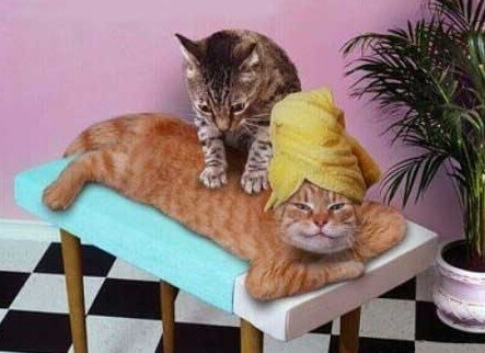 Релаксирующие коты Релаксирующие коты