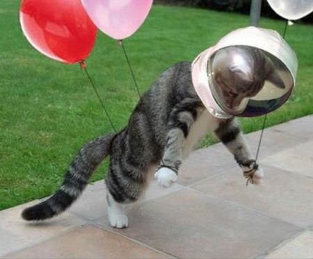 Котмонавт Котмонавт