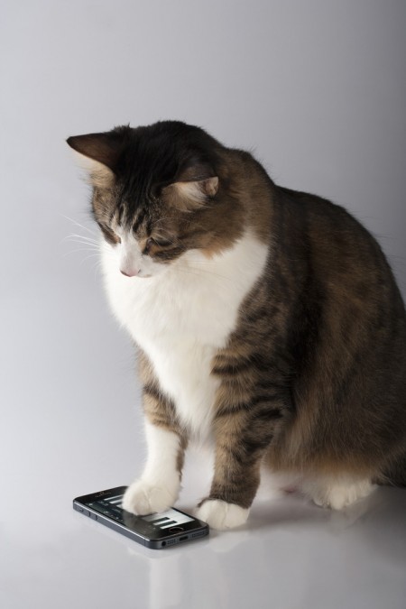 cat cat