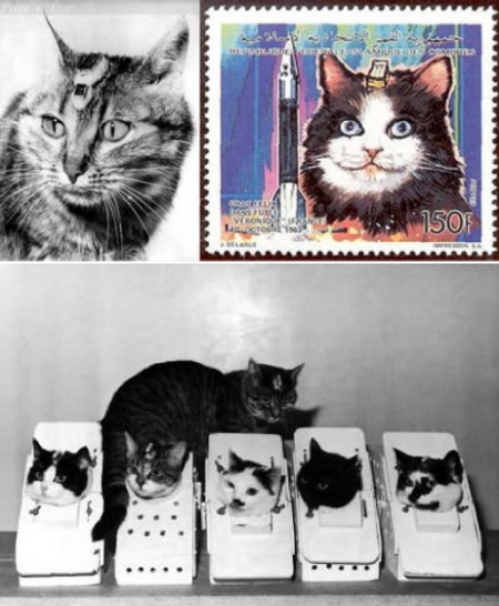 Кот Феликс Кот Феликс